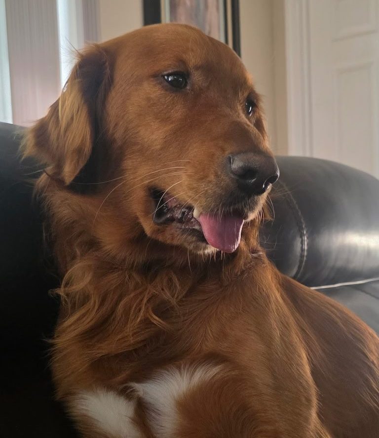 Our male golden retriever Charlie