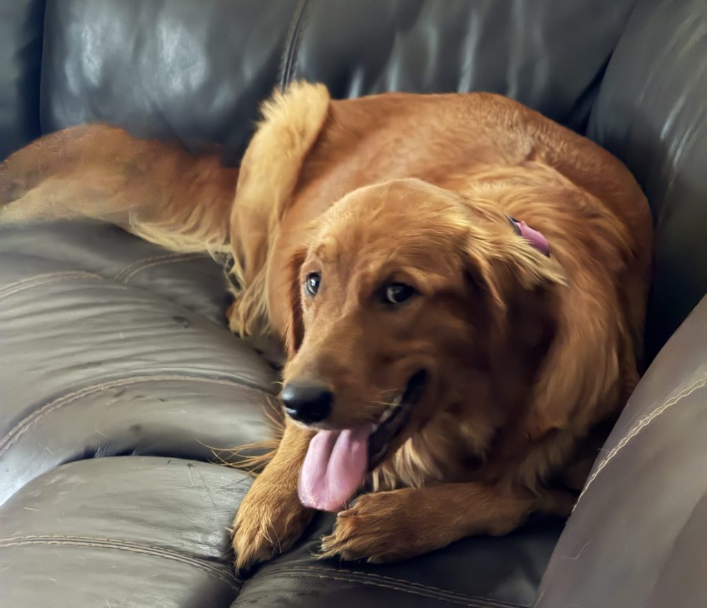 Our female golden retriever Ginger
