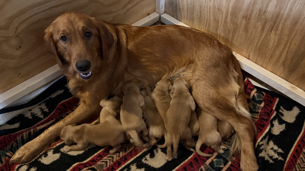 Our golden retriever litter born on October 29, 2025