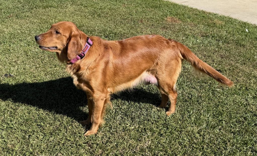 Our female golden retriever Ginger