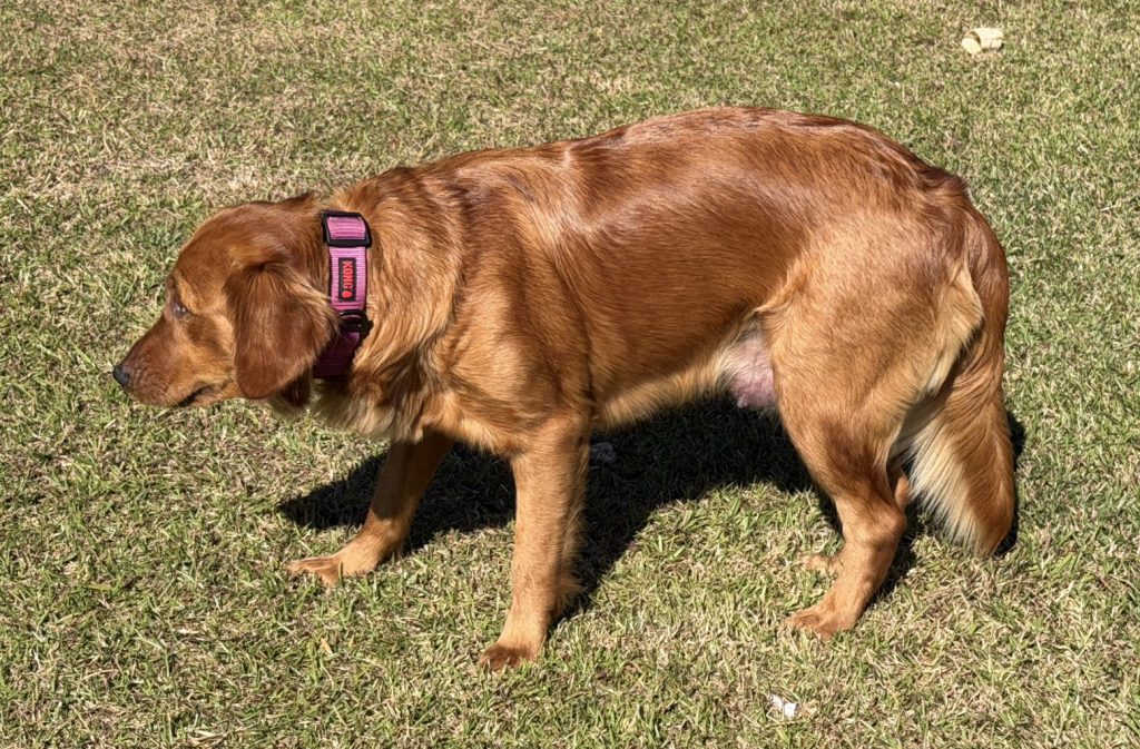 Our female golden retriever Ginger