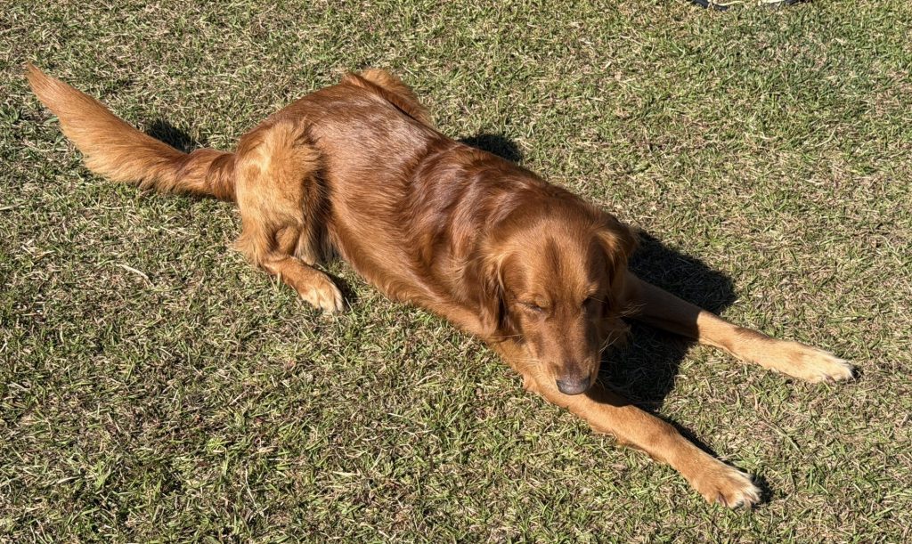 Our male golden retriever Charlie