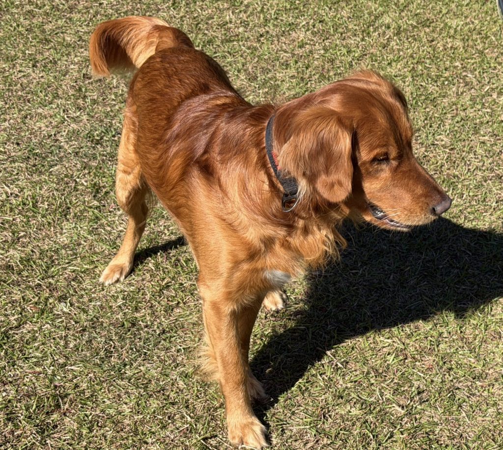 Our male golden retriever Charlie